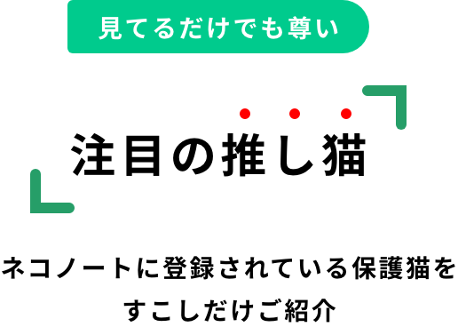 注目の推し猫