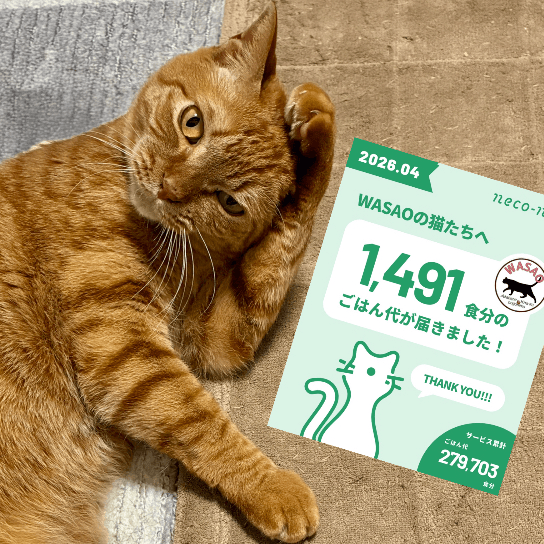 福猫@プロフィール確認必須 福の保護猫プロフィール | neco-note（ネコノート）