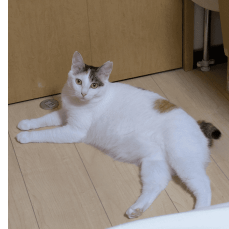 川口キャッツ - 埼玉県川口市の保護猫団体 | neco-note（ネコノート）