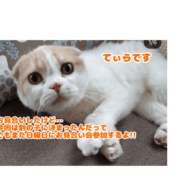 非営利型一般社団法人ねこたまご - 北海道札幌市の保護猫団体 | neco