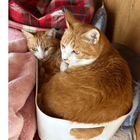 てんしんらんまんな☆ラッキー - 栃木県宇都宮市の保護猫団体 | neco
