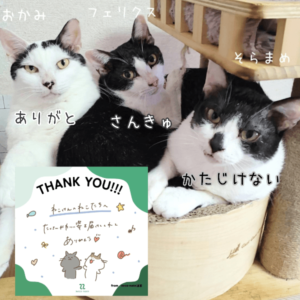 ☆そらまめ くんの保護猫プロフィール | neco-note（ネコノート）