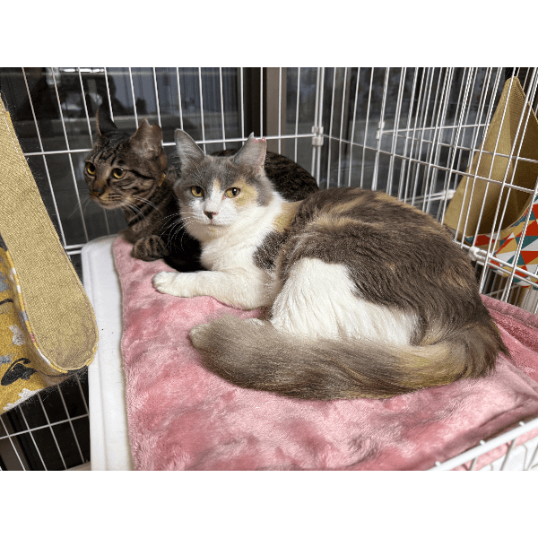 龍脈の精髄 九州産黒水晶 「闇を封じる最強の護り」【保護猫活動支援】 保護猫活動 - CAMPFIRE (キャンプファイヤー)
