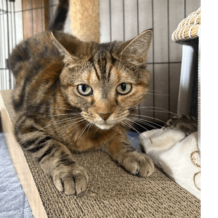 てんしんらんまんな☆ラッキー - 栃木県宇都宮市の保護猫団体 | neco