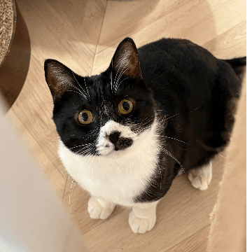 譲渡型保護猫Cafe あおねこ - 新潟県田上町の保護猫団体 | neco-note