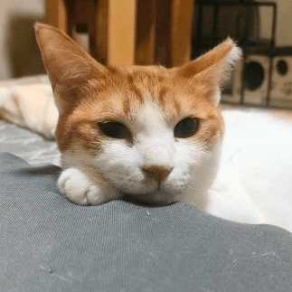 里親募集型ほご猫カフェねこまち - 新潟県見附市の保護猫団体 | neco