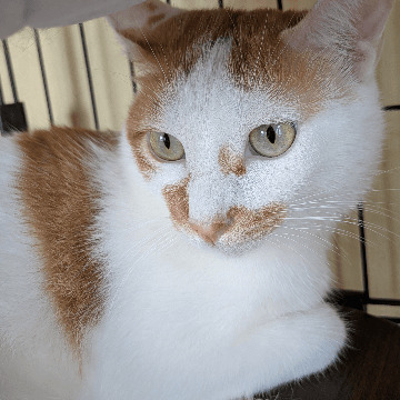 e❌ポヨポヨ観察日記❌ ドラ猫 がま口 D2LJBHgVYAAiJle.jpg:small