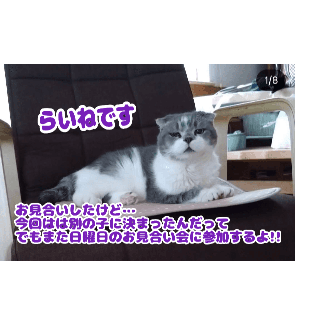 非営利型一般社団法人ねこたまご - 北海道札幌市の保護猫団体 | neco