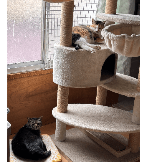 てんしんらんまんな☆ラッキー - 栃木県宇都宮市の保護猫団体 | neco