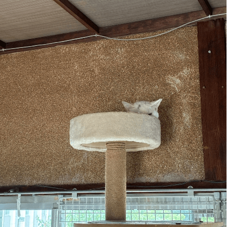 てんしんらんまんな☆ラッキー - 栃木県宇都宮市の保護猫団体 | neco