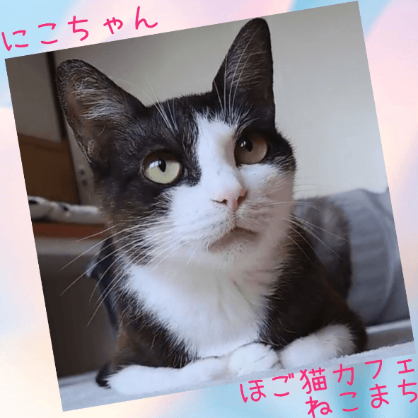 サクラねこ名古屋 - 愛知県名古屋市の保護猫団体 | neco-note（ネコ