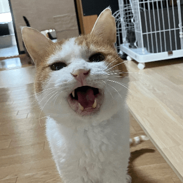 ふっくんの保護猫プロフィール | neco-note（ネコノート）