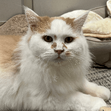 ソラくんの保護猫プロフィール | neco-note（ネコノート）