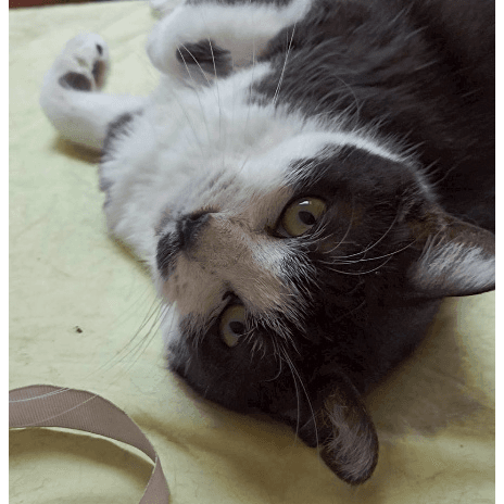 ツイックスの保護猫プロフィール | neco-note（ネコノート）