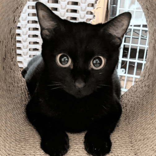 半長毛の個性派サミちゃんの保護猫プロフィール | neco-note（ネコノート）