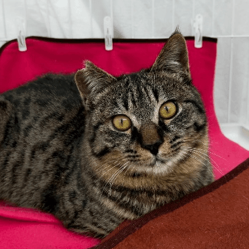 オーダー受付　猫パネル⑭　4/27 めばるくんの保護猫プロフィール | neco-note（ネコノート）