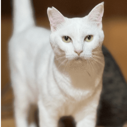 YU。猫　　プロフ確認願 YUKIOの保護猫プロフィール | neco-note（ネコノート）