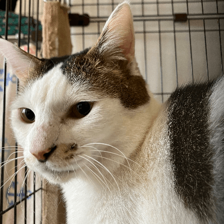 しらたまの保護猫プロフィール | neco-note（ネコノート）