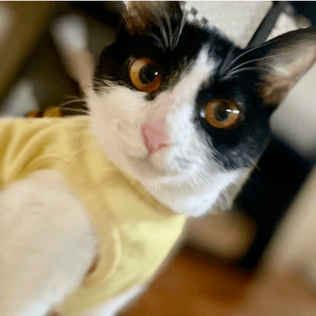 ことりの保護猫プロフィール | neco-note（ネコノート）