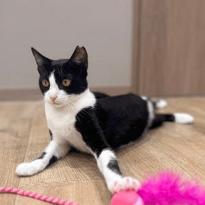 ミュー【にゃんほっと大鳥居店】の保護猫プロフィール | neco-note