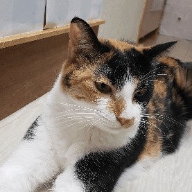 みおんの保護猫プロフィール | neco-note（ネコノート）