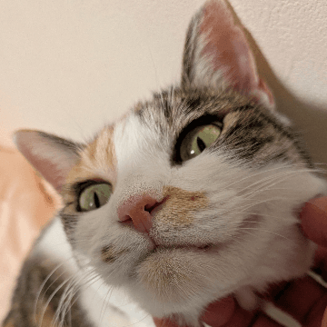 保護猫カフェ ここねこ - 福島県郡山市の保護猫団体 | neco-note（ネコ