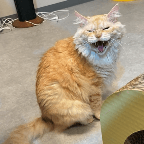 nekonon様ご確認用ページ☆ がんもの保護猫プロフィール | neco-note（ネコノート）
