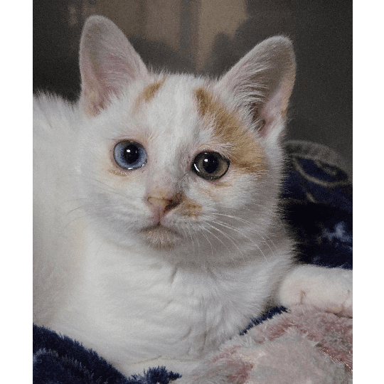 🍏🍇八ツ橋の保護猫プロフィール | neco-note（ネコノート）