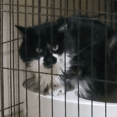 半長毛の個性派サミちゃんの保護猫プロフィール | neco-note（ネコノート）