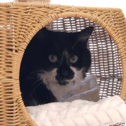 半長毛の個性派サミちゃんの保護猫プロフィール | neco-note（ネコノート）