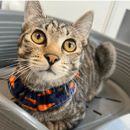 ミャーウチ会長の保護猫プロフィール | neco-note（ネコノート）