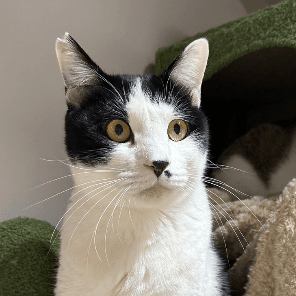 来賀【にゃんほっと大鳥居店】の保護猫プロフィール | neco-note（ネコ