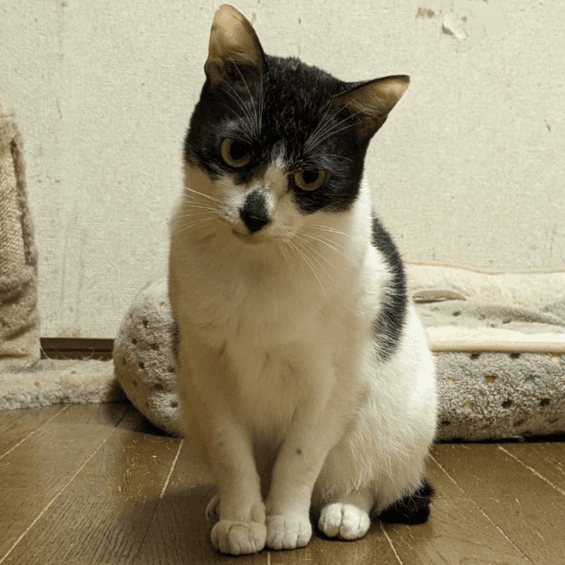 ☆そらまめ くんの保護猫プロフィール | neco-note（ネコノート）