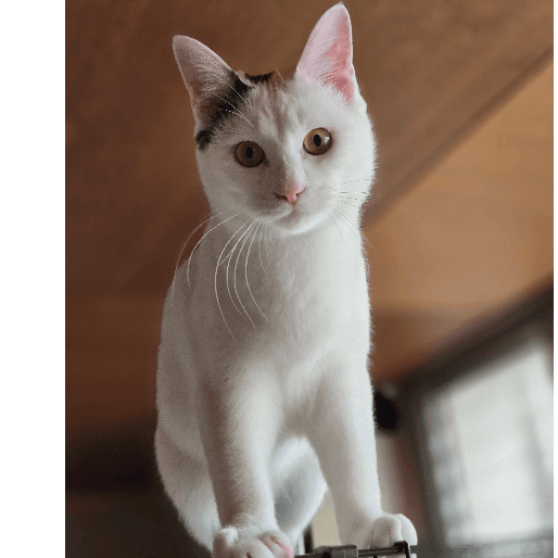 こにゃくと - 栃木県宇都宮市の保護猫団体 | neco-note（ネコノート）