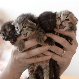 上野ここ　ねこたまご　白猫 非営利型 一般社団法人 ねこたまご (@nekotamago_) / Posts / X