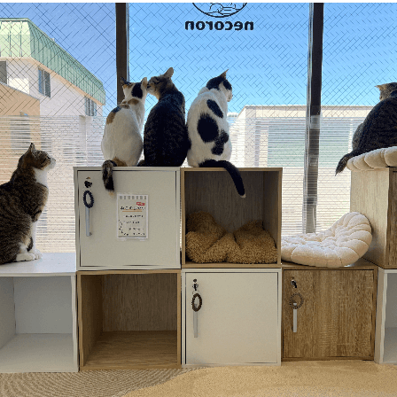 保護猫カフェnecoron - 福島県会津若松市の保護猫団体 | neco-note